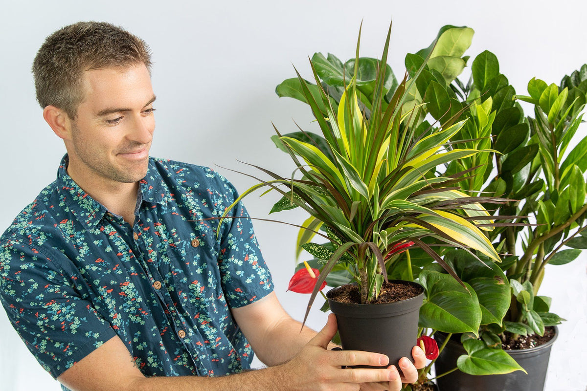 Dracaena Plants