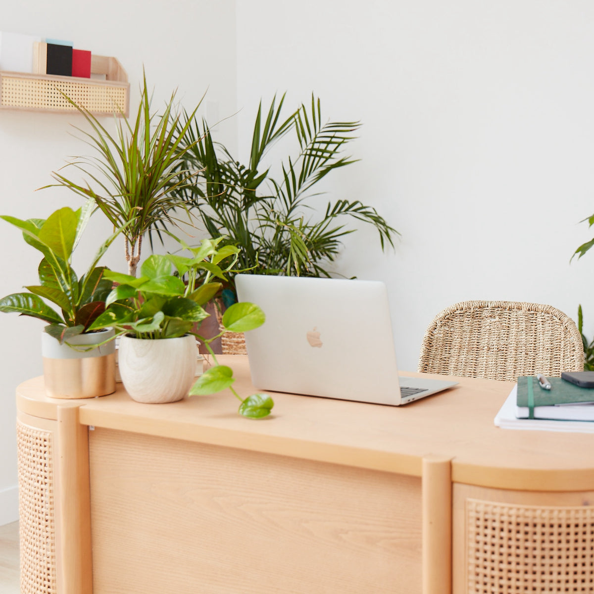 Best Office Plants