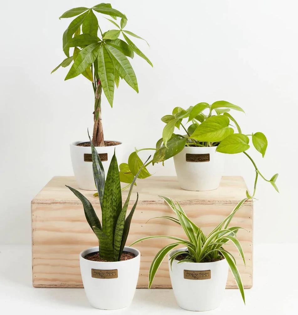 Plant Bundles