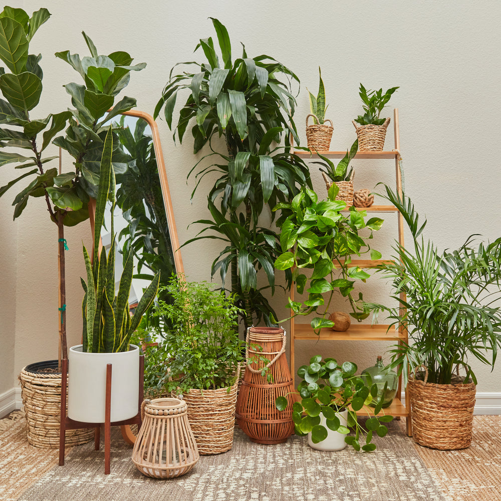 Best Indoor Plants for Air Quality