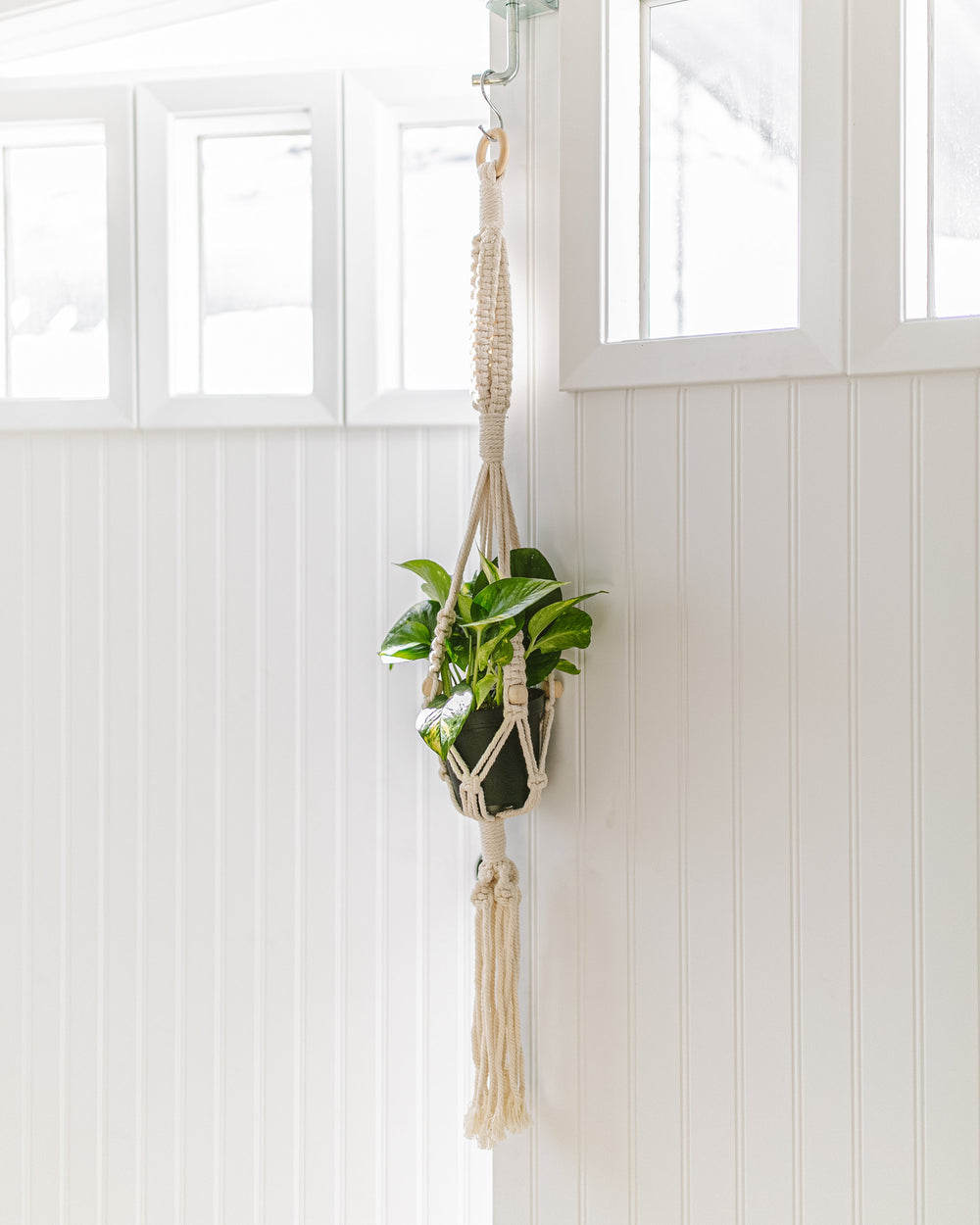 Hanging Plants