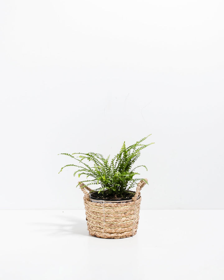 6-inch Lemon Button Fern (Nephrolepis cordifolia) in a natural woven seagrass basket planter with twin handles with arching bright green fronds of tiny round leaflets on a white background