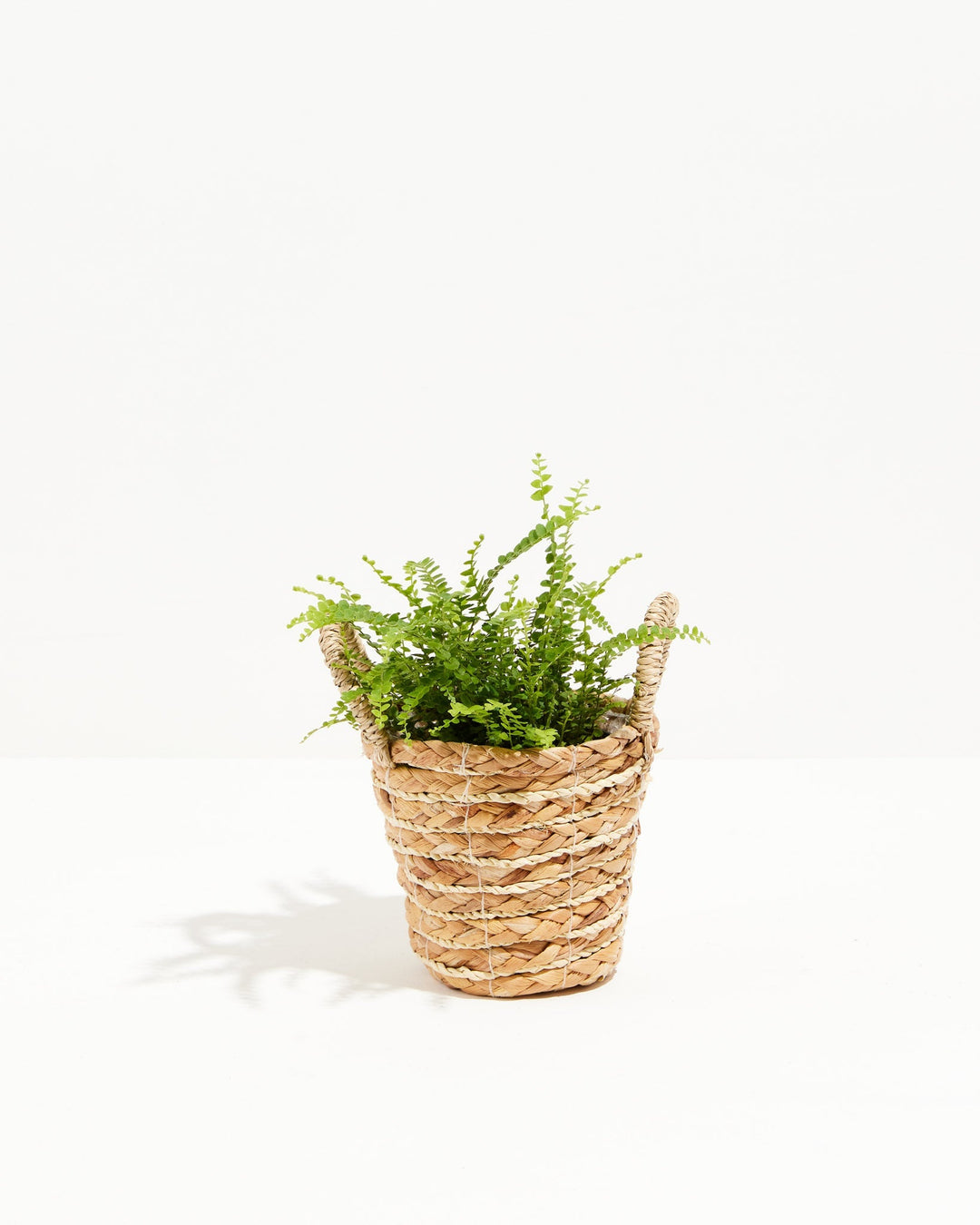 4-inch Lemon Button Fern (Nephrolepis cordifolia) in a natural woven seagrass basket planter with twin handles with delicate upright bright green fronds of tiny round leaflets on a white background