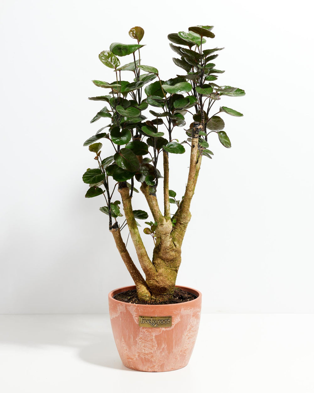Aralia Fabian Stump plant with thick braided trunk and dark round leafy canopy in a terracotta Lively Root branded pot on a white background