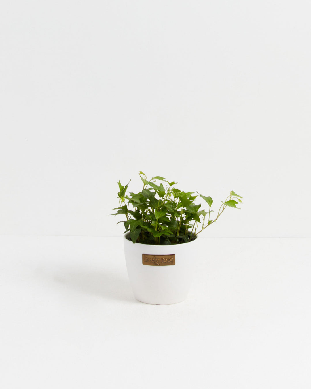 Clover Leaf Ivy