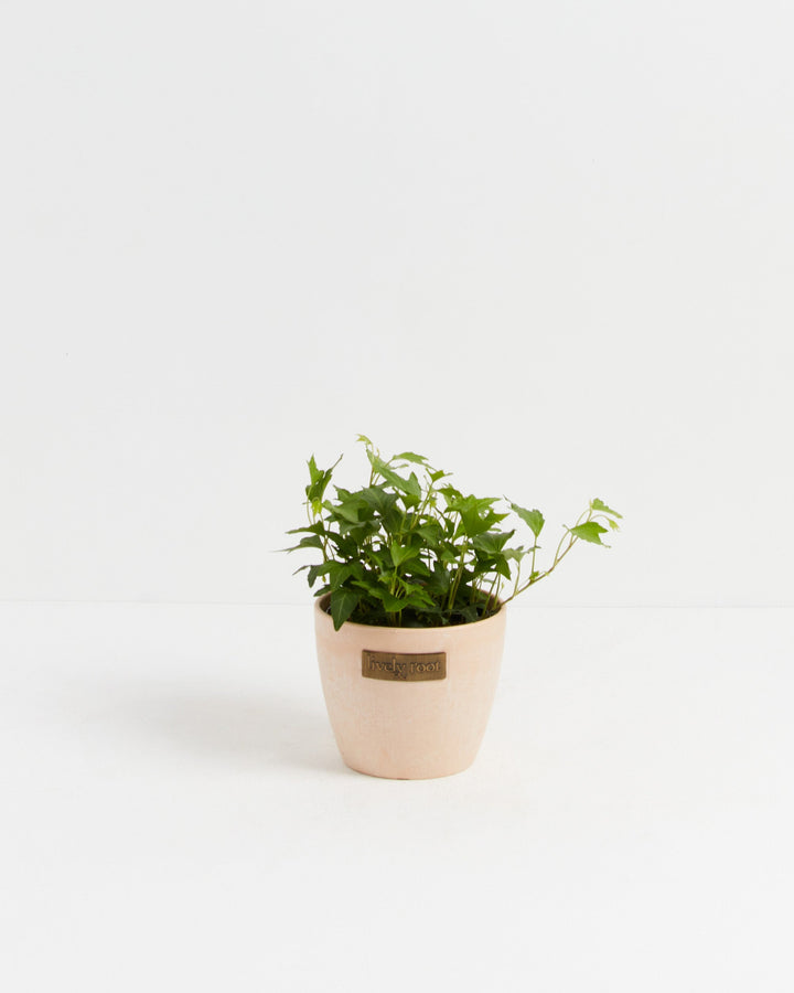 Clover Leaf Ivy