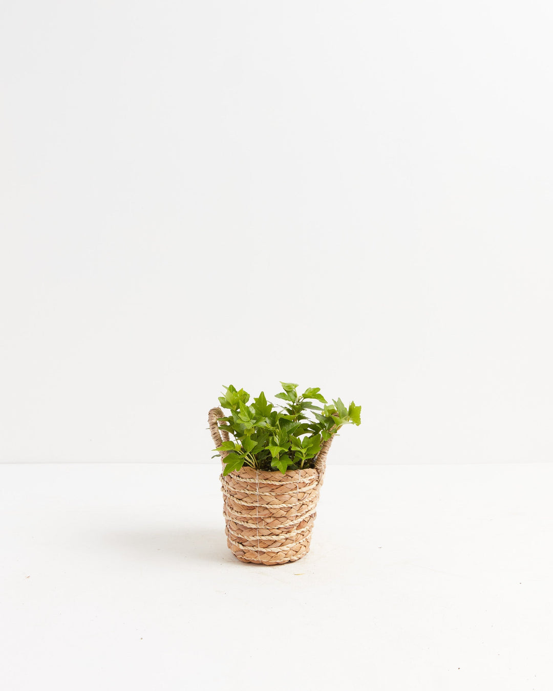 Clover Leaf Ivy