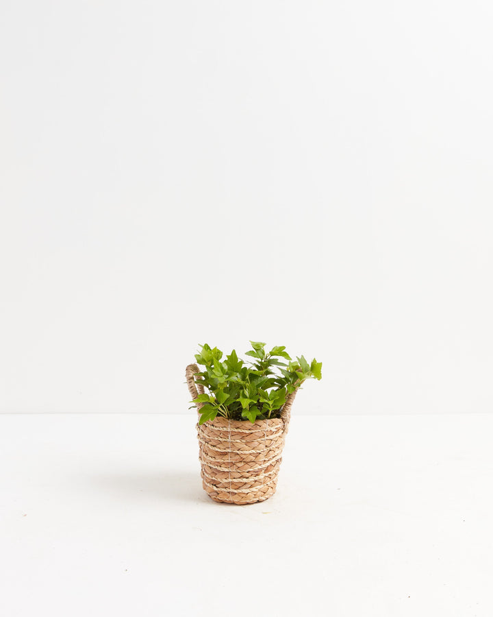 Clover Leaf Ivy