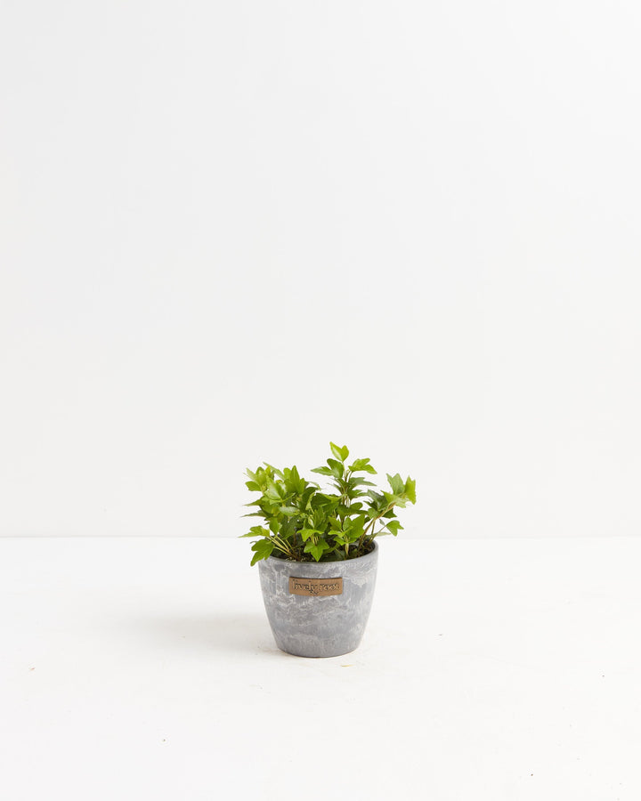 Clover Leaf Ivy