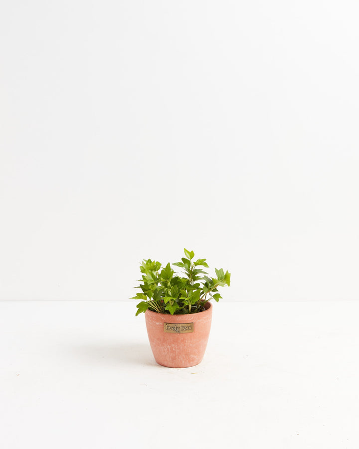 Clover Leaf Ivy