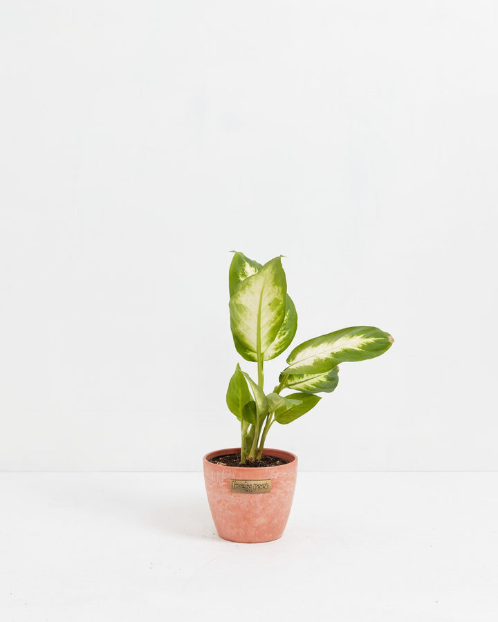 Dieffenbachia Camille