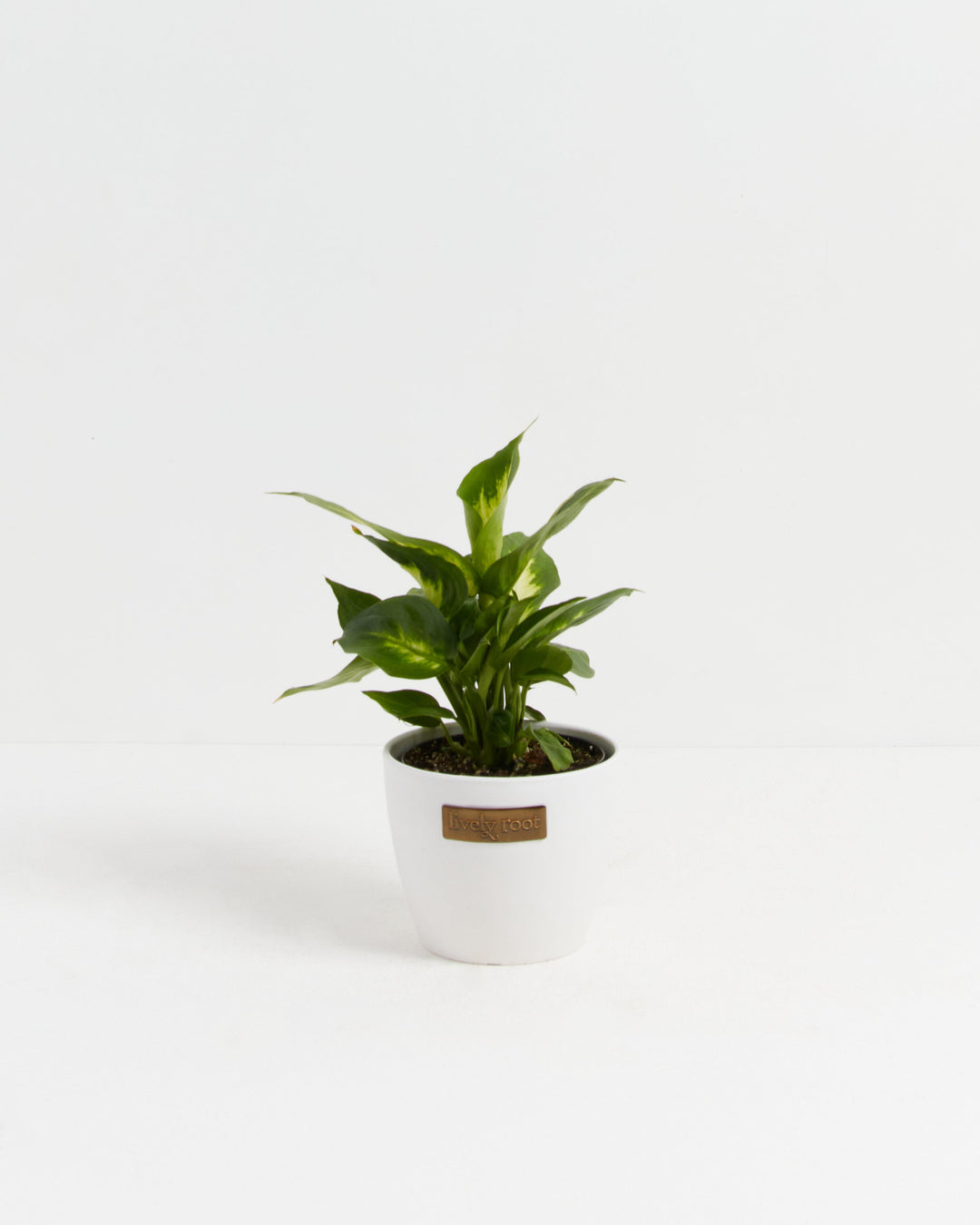 Dieffenbachia Camille