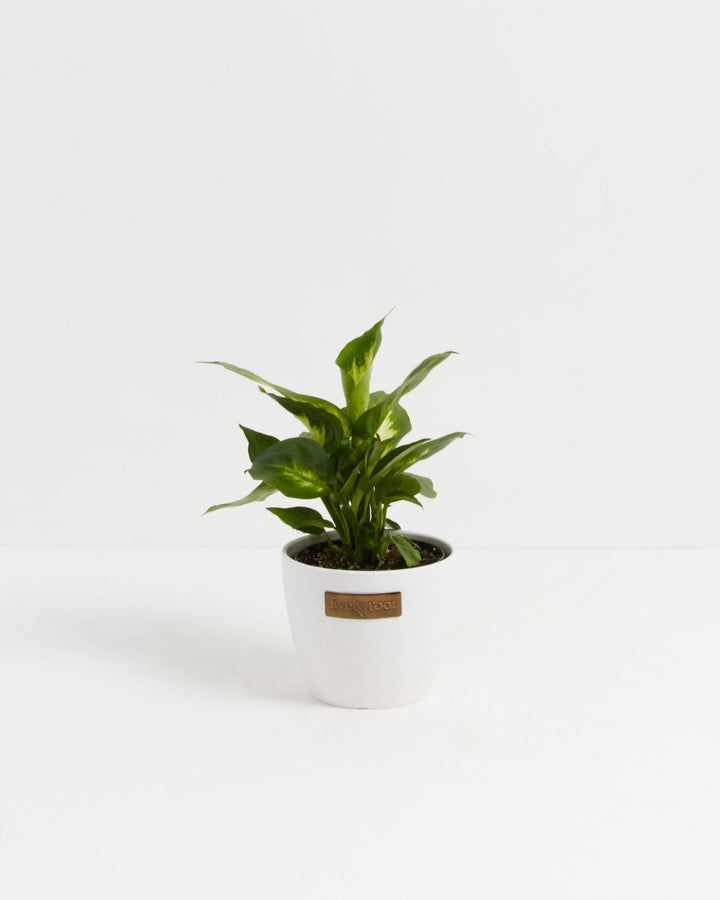 Dieffenbachia Camille