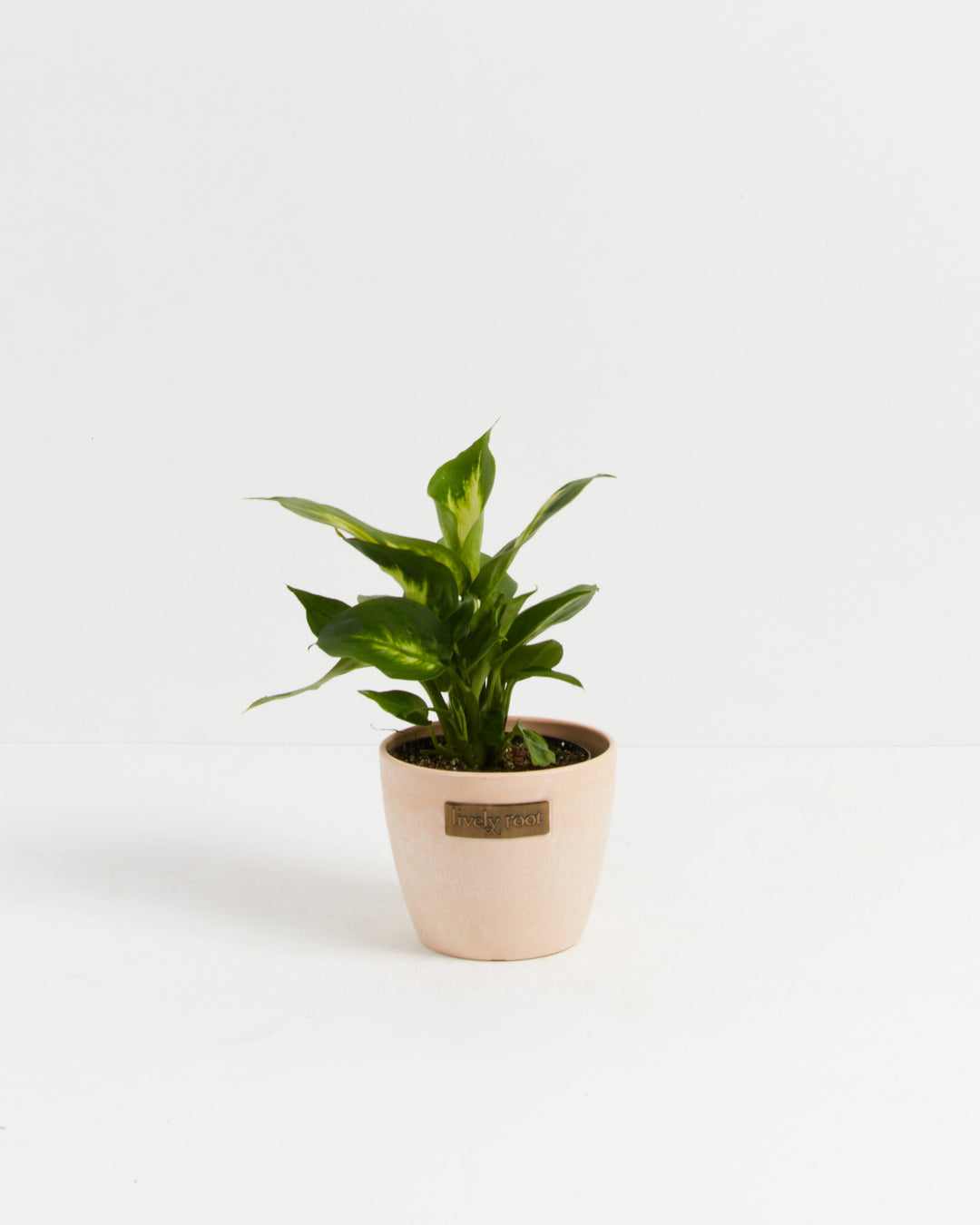 Dieffenbachia Camille