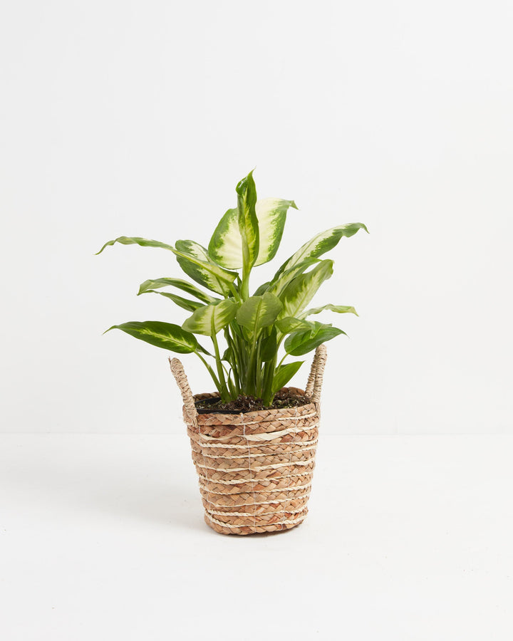 Dieffenbachia Camille