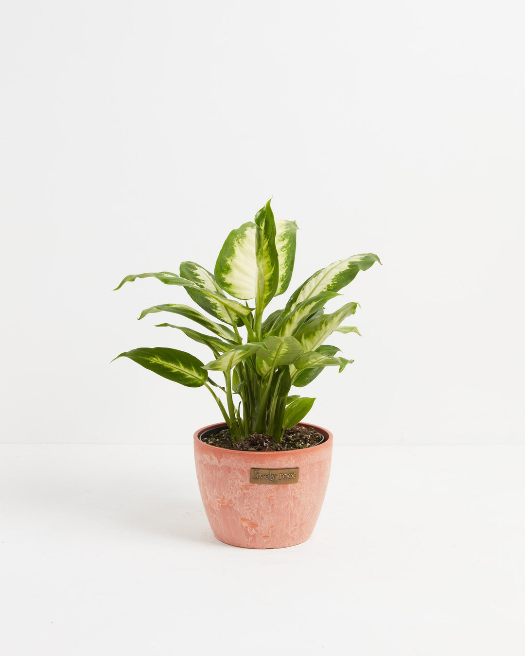 Dieffenbachia Camille