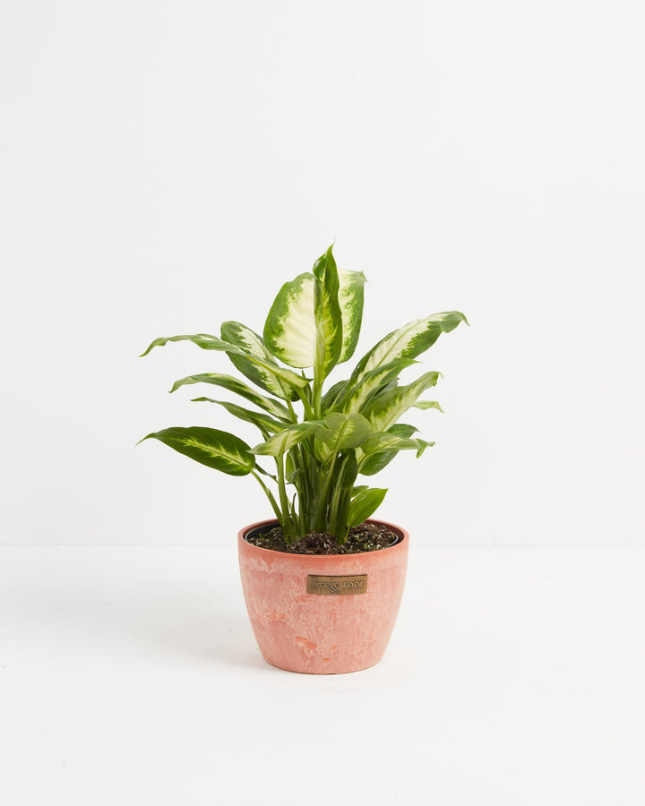 Dieffenbachia Camille