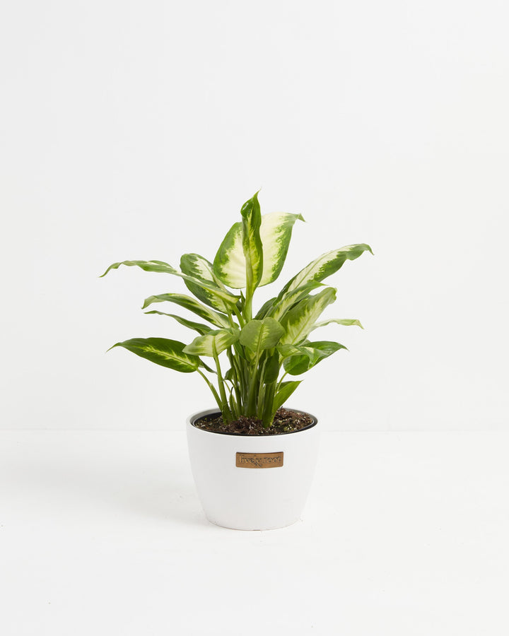 Dieffenbachia Camille