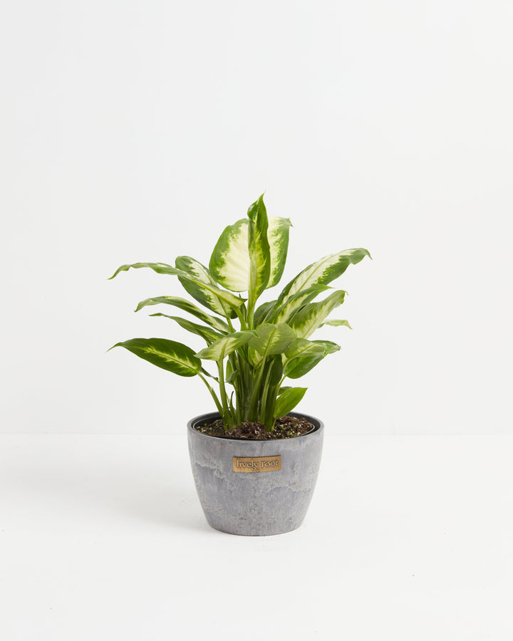 Dieffenbachia Camille