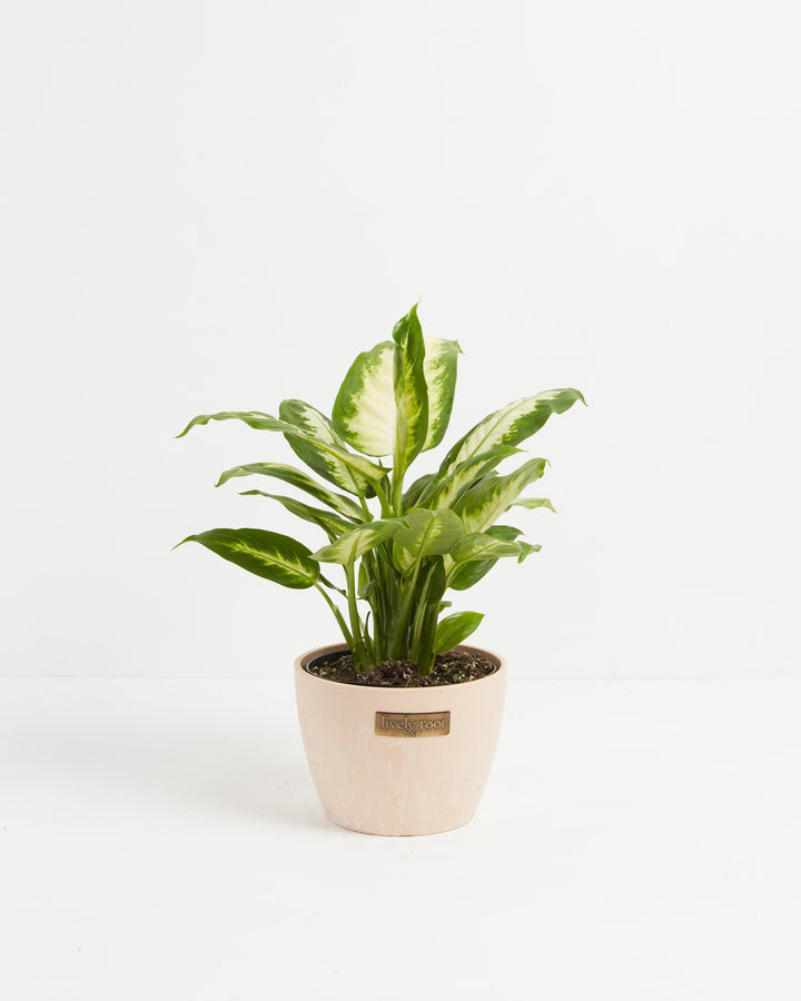 Dieffenbachia Camille