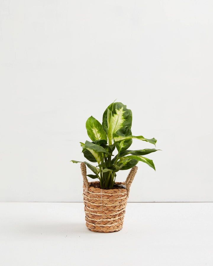 Dieffenbachia Camille