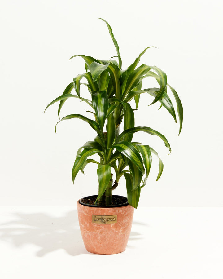 Cane Massangeana Dragon Plant (Dracaena)