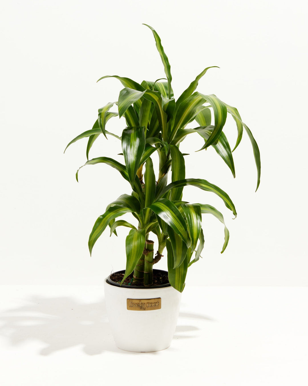 Cane Massangeana Dragon Plant (Dracaena)