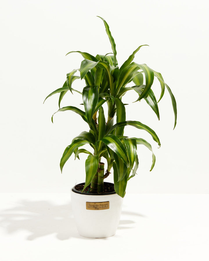 Cane Massangeana Dragon Plant (Dracaena)