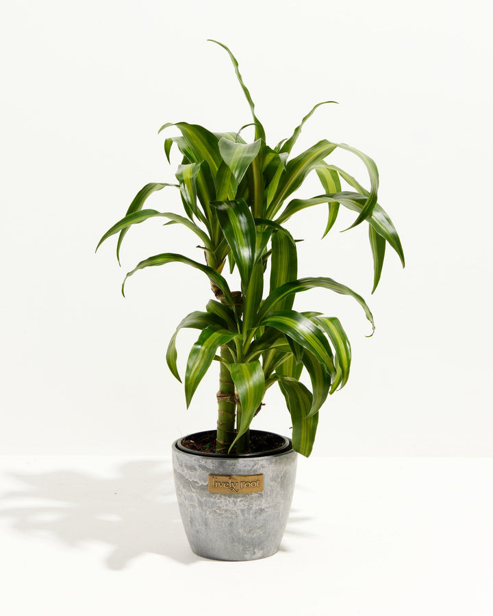 Cane Massangeana Dragon Plant (Dracaena)