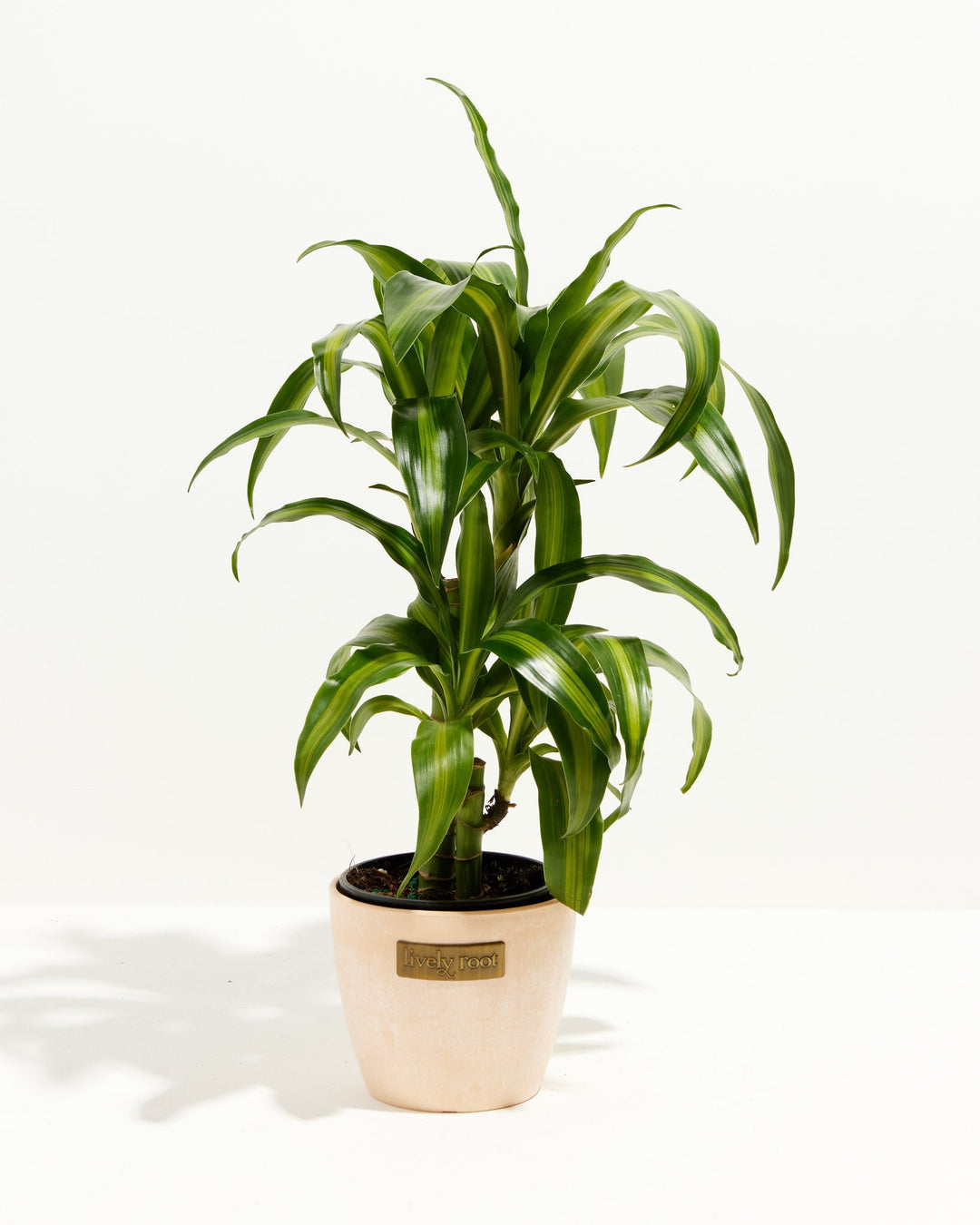 Cane Massangeana Dragon Plant (Dracaena)