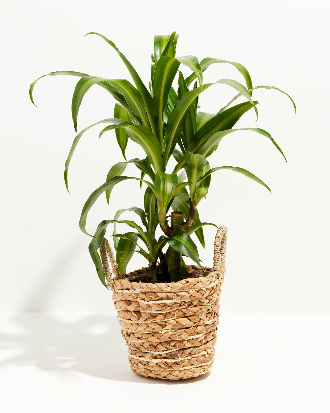 Cane Massangeana Dragon Plant (Dracaena)