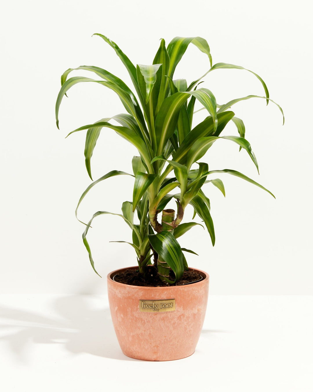Cane Massangeana Dragon Plant (Dracaena)