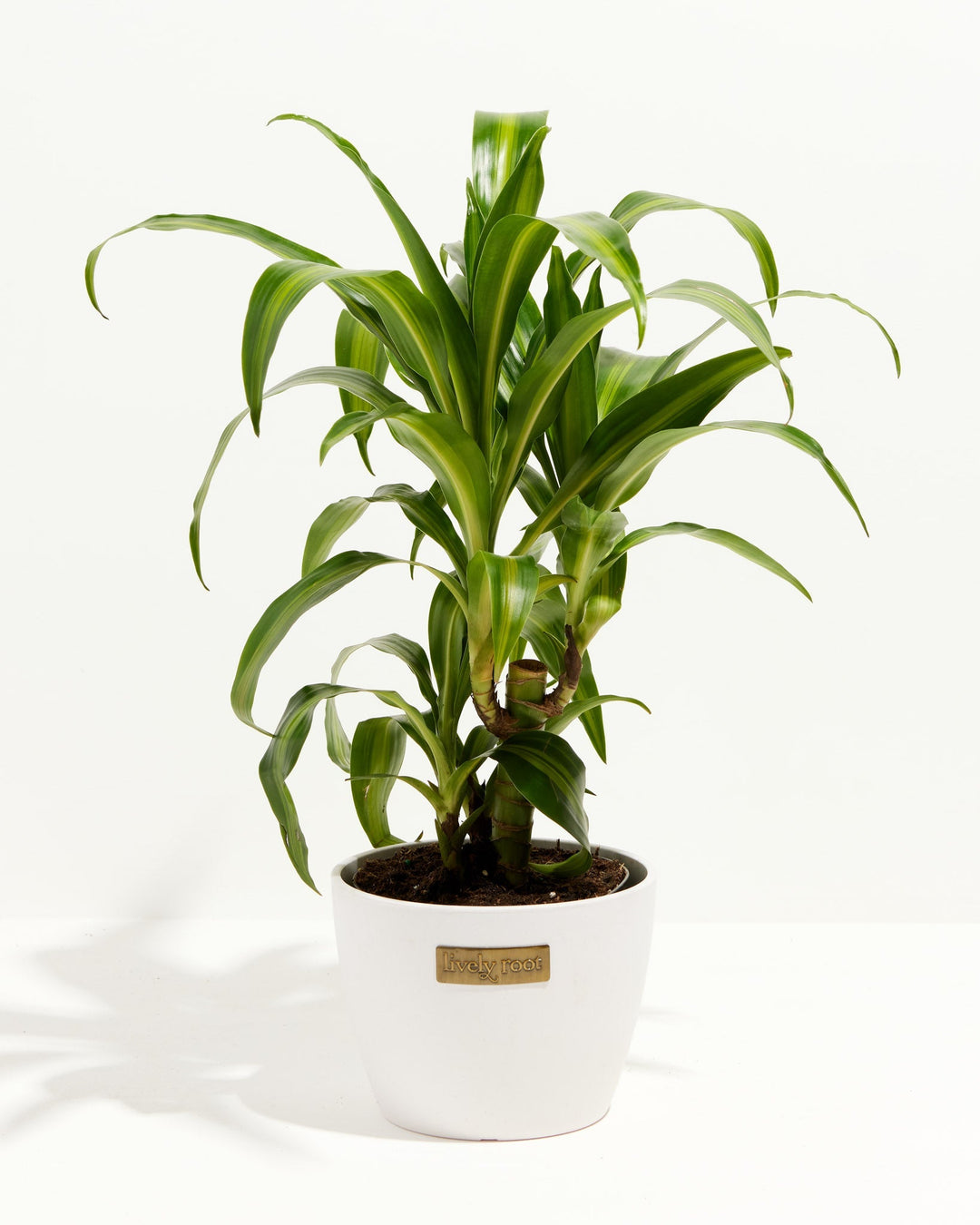 Cane Massangeana Dragon Plant (Dracaena)
