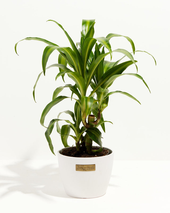 Cane Massangeana Dragon Plant (Dracaena)