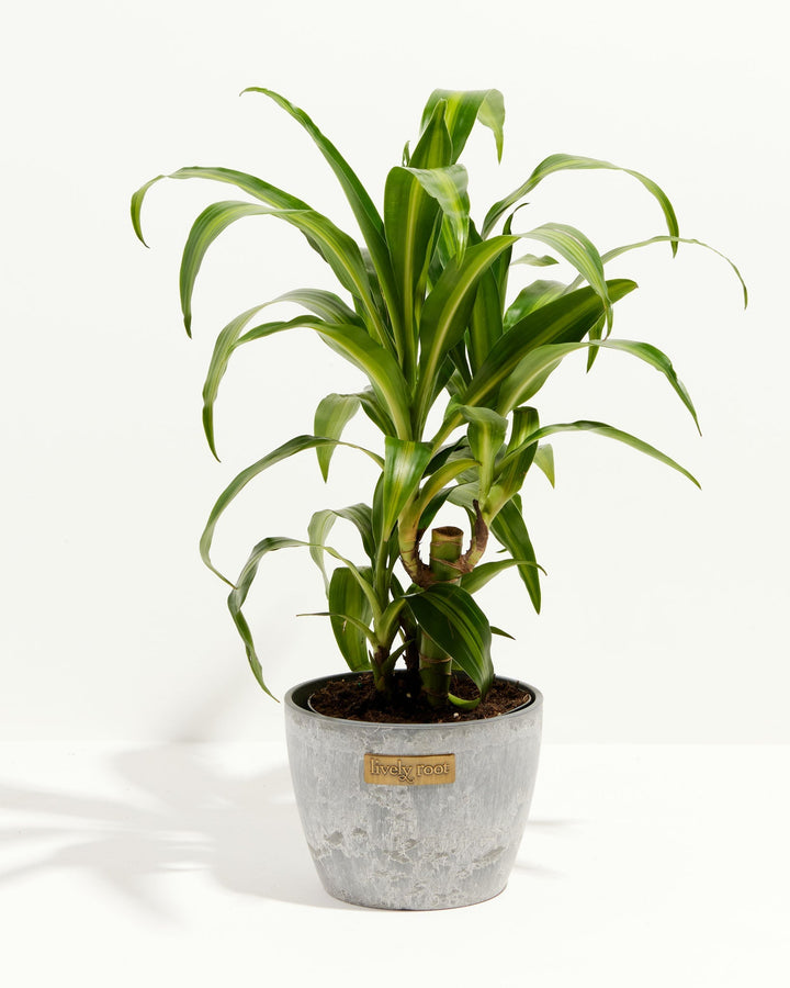 Cane Massangeana Dragon Plant (Dracaena)