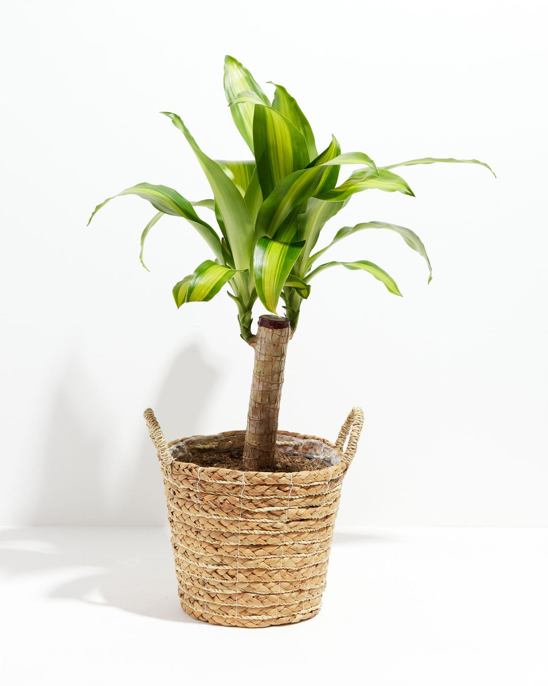 Cane Massangeana Dragon Plant (Dracaena)