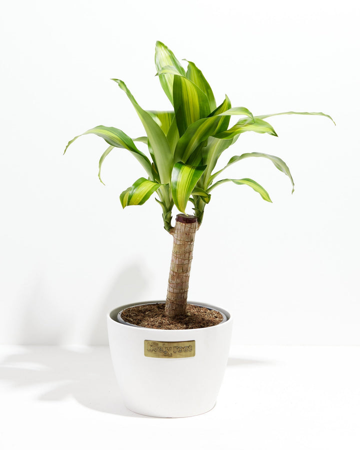 Cane Massangeana Dragon Plant (Dracaena)