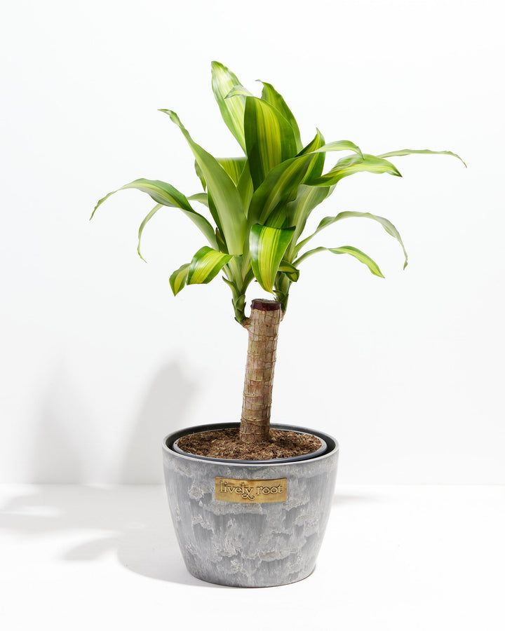 Cane Massangeana Dragon Plant (Dracaena)