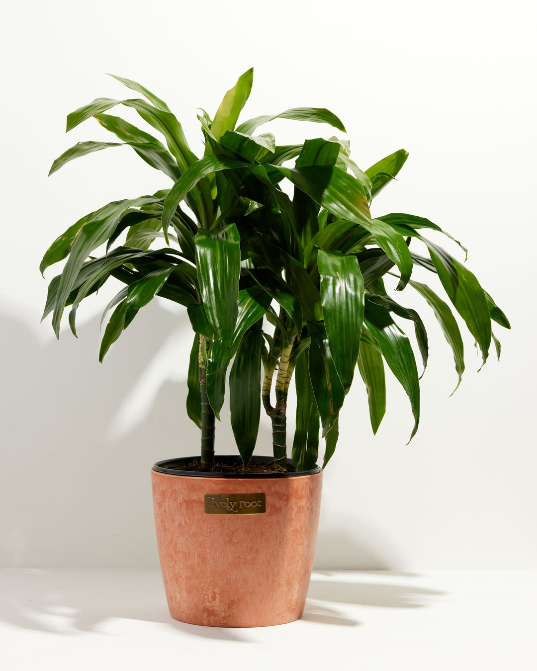 Cane Massangeana Dragon Plant (Dracaena)