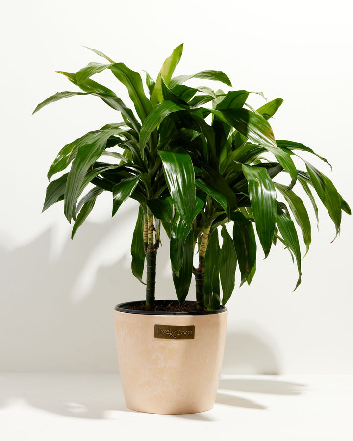 Cane Massangeana Dragon Plant (Dracaena)