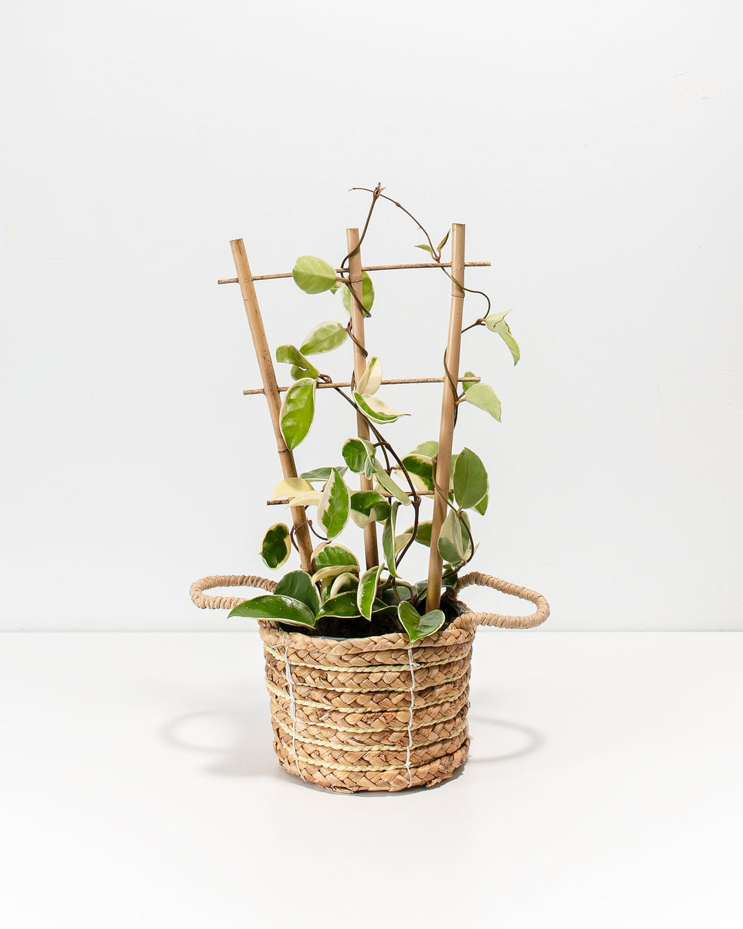 Hoya Carnosa Tricolor in a 6-inch woven seagrass basket with looped handles and bamboo trellis, featuring variegated green and cream heart-shaped leaves trailing along dark winding vines
