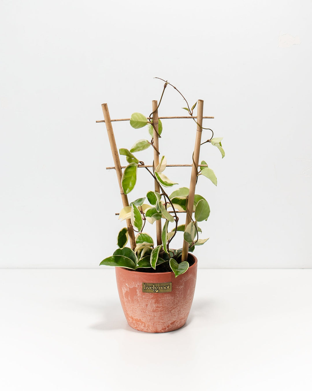 Hoya Carnosa Tricolor in a 6-inch terracotta Chai Lively Root pot with weathered finish and bamboo trellis, displaying variegated green and cream heart-shaped leaves on twisting dark vines