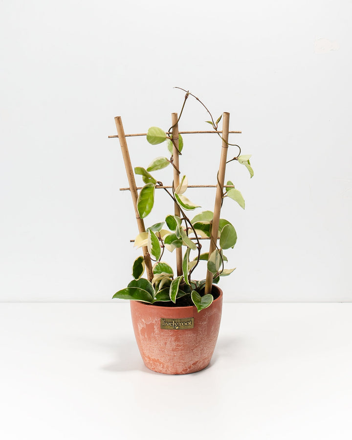 Hoya Carnosa Tricolor in a 6-inch terracotta Chai Lively Root pot with weathered finish and bamboo trellis, displaying variegated green and cream heart-shaped leaves on twisting dark vines