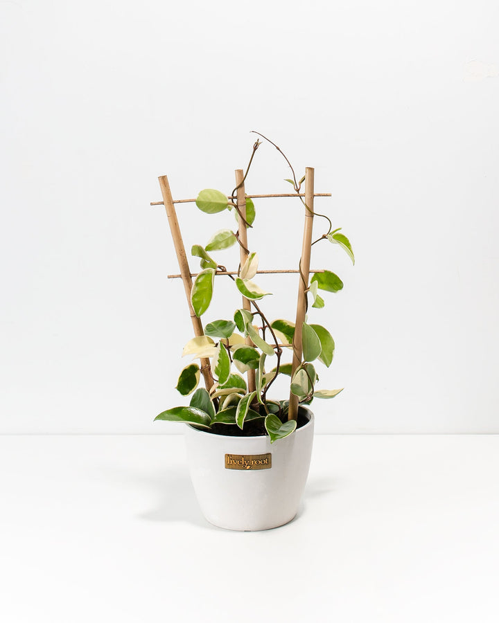 Hoya Carnosa Tricolor in a 6-inch white Coco Lively Root pot with bamboo trellis, featuring variegated green and cream heart-shaped leaves climbing twisting dark vines