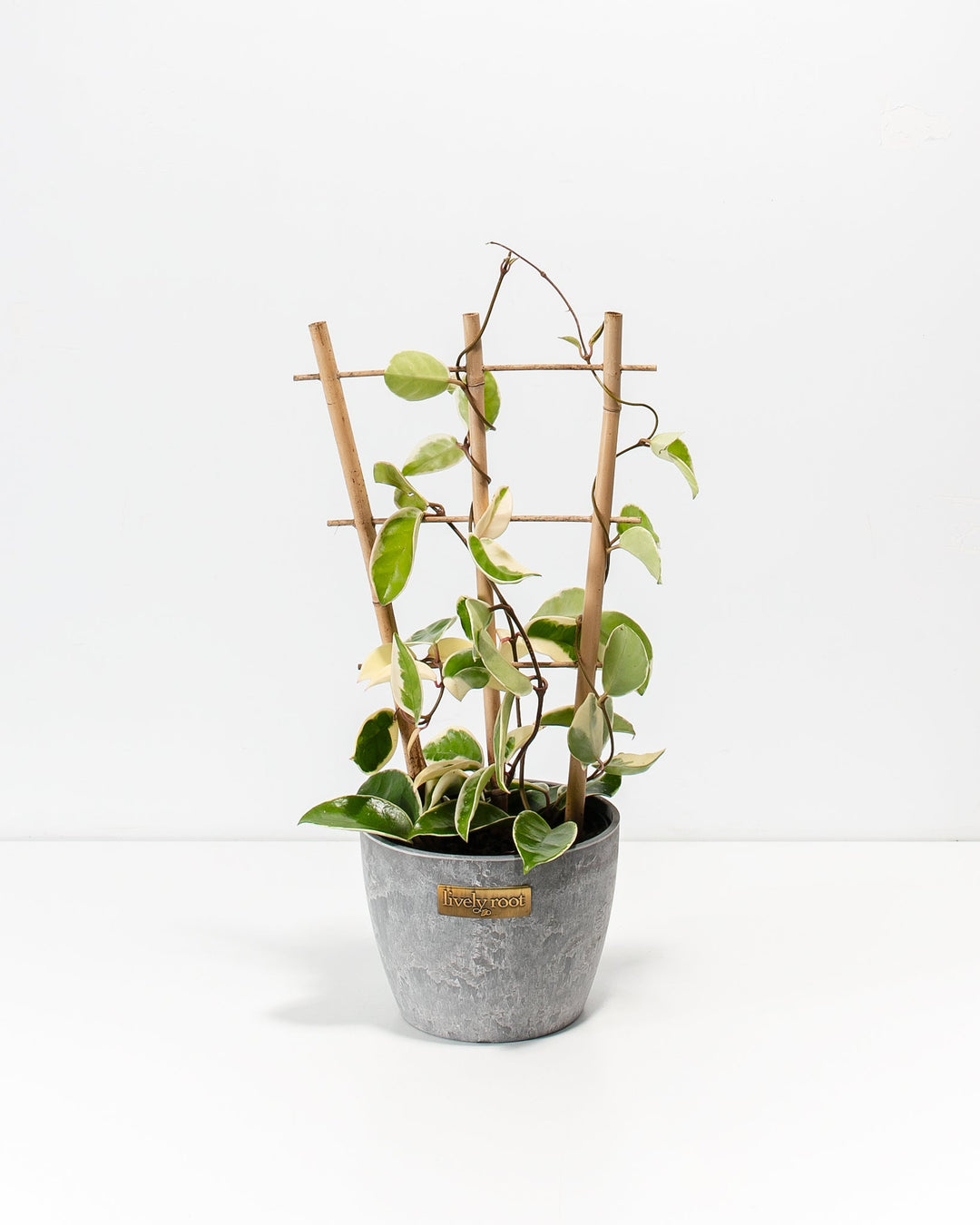 Hoya Carnosa Tricolor in a 6-inch grey textured Lively Root pot with bamboo trellis, featuring variegated green and cream heart-shaped leaves trailing along dark winding vines