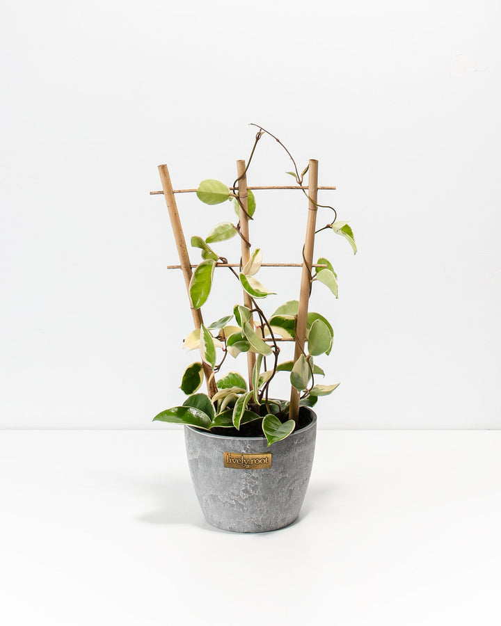 Hoya Carnosa Tricolor in a 6-inch grey textured Lively Root pot with bamboo trellis, featuring variegated green and cream heart-shaped leaves trailing along dark winding vines