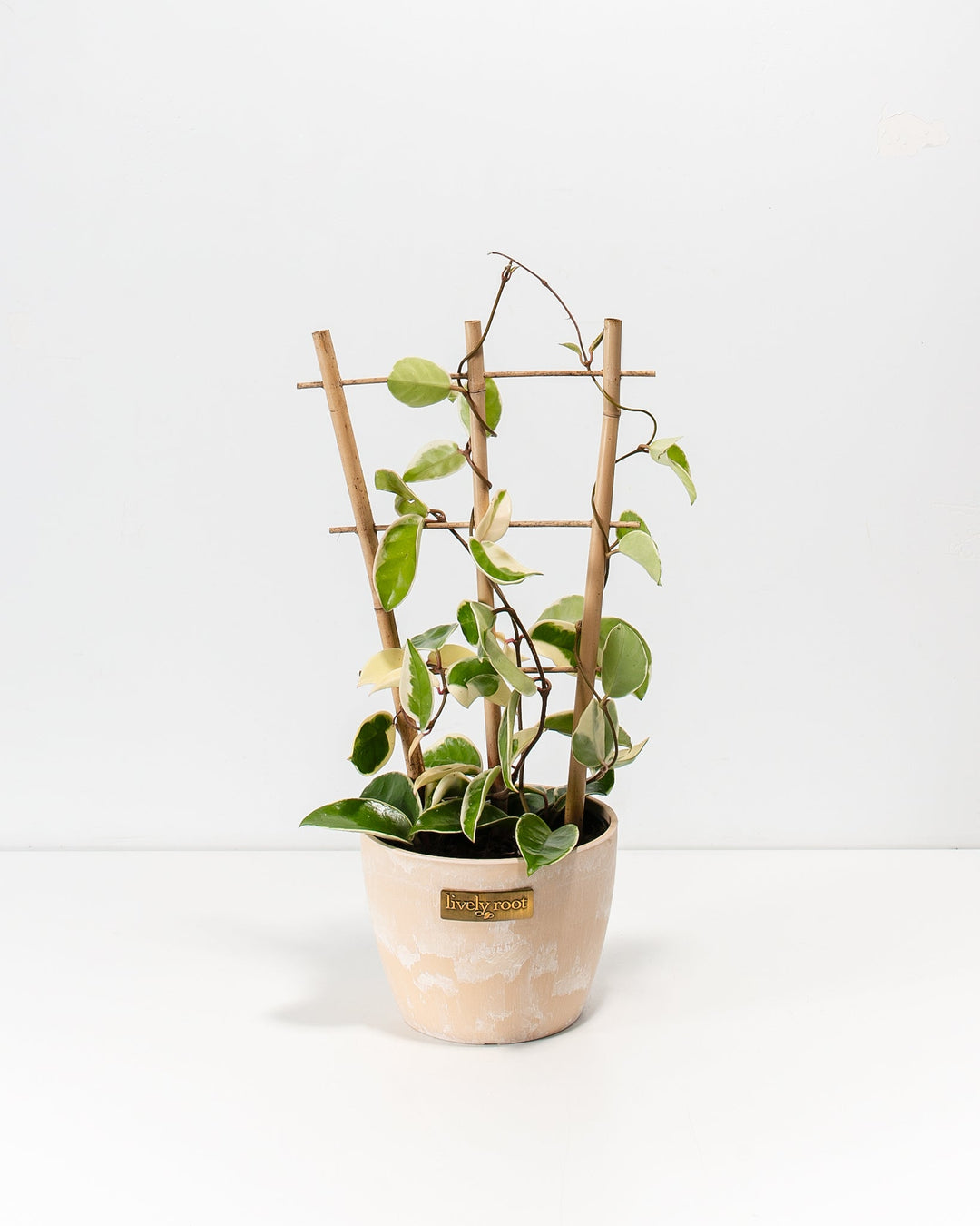 Hoya Carnosa Tricolor in a 6-inch blush pink Maca Lively Root pot with distressed finish and bamboo trellis, showcasing variegated green and cream heart-shaped leaves climbing dark twisting vines