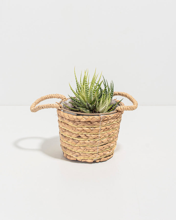4-inch Haworthia Fasciata Variegata zebra succulent in natural woven seagrass basket with rope handles displaying compact rosette of white-banded green leaves; drought-tolerant striped succulent perfect for shelf displays and desktop plant collections.