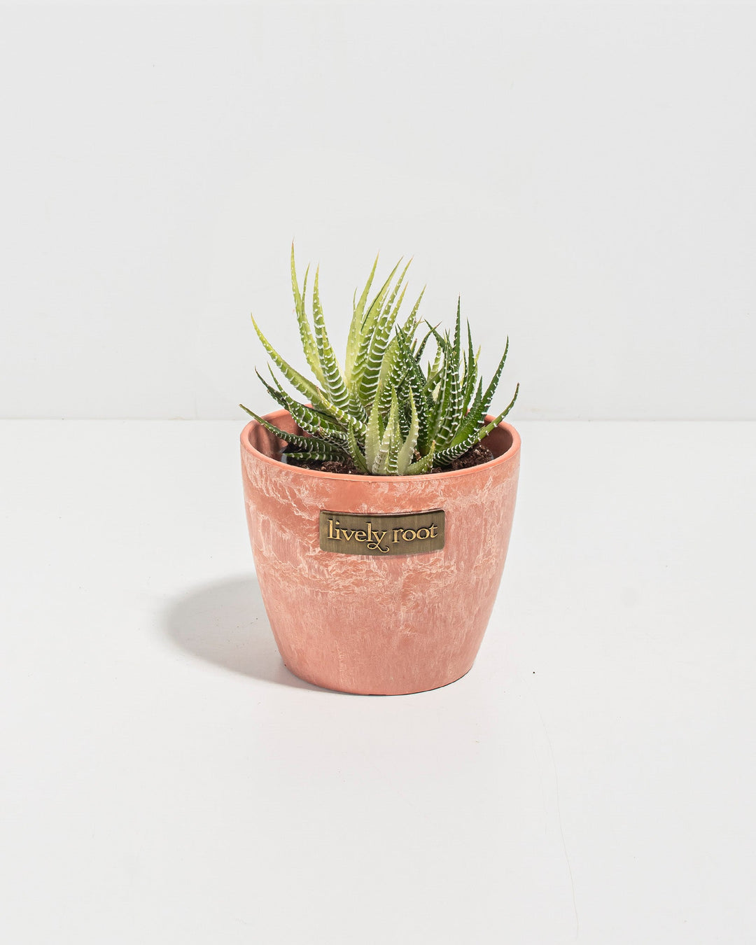 4-inch Haworthia Fasciata Variegata in terracotta chai ceramic pot featuring architectural white-banded rosette foliage; easy-care striped succulent with distinctive geometric leaf patterning and drought-tolerant growth habit for modern plant décor.