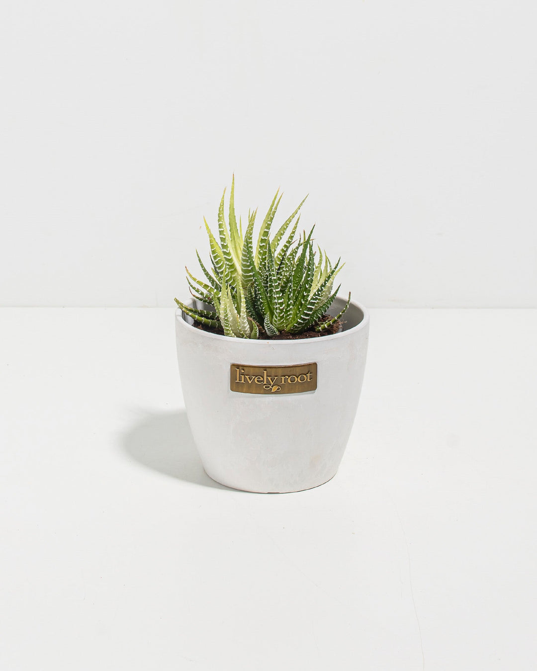 4-inch Haworthia Fasciata Variegata in white ceramic pot showing compact architectural succulent with crisp white banding across green pointed foliage; drought-tolerant aloe-family plant ideal for bright windowsills and succulent arrangements.